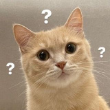 _walnut_cookie (호두맛쿠키)