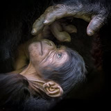 ask_me_about_gorilla_trekking_ (Ask me about gorilla trekking)