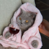 chillinwithcheddar (Cheddar)