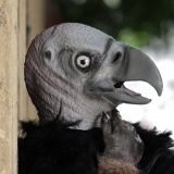 elgallinazo (El Gallinazo)