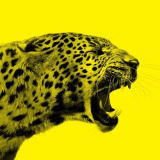 filmfestlocarno (Locarno Film Festival)