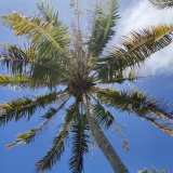 french_polynesia_2022 (Pauline Bernhardt ⛱️🐬)