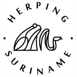 herpingsuriname (Herping Suriname)