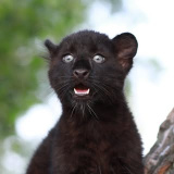 luna_the_pantera (Luna)