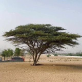 tree_for_future (Ahmed Almarzouqi)