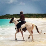 zambezis.horses (Anguilla Horses)